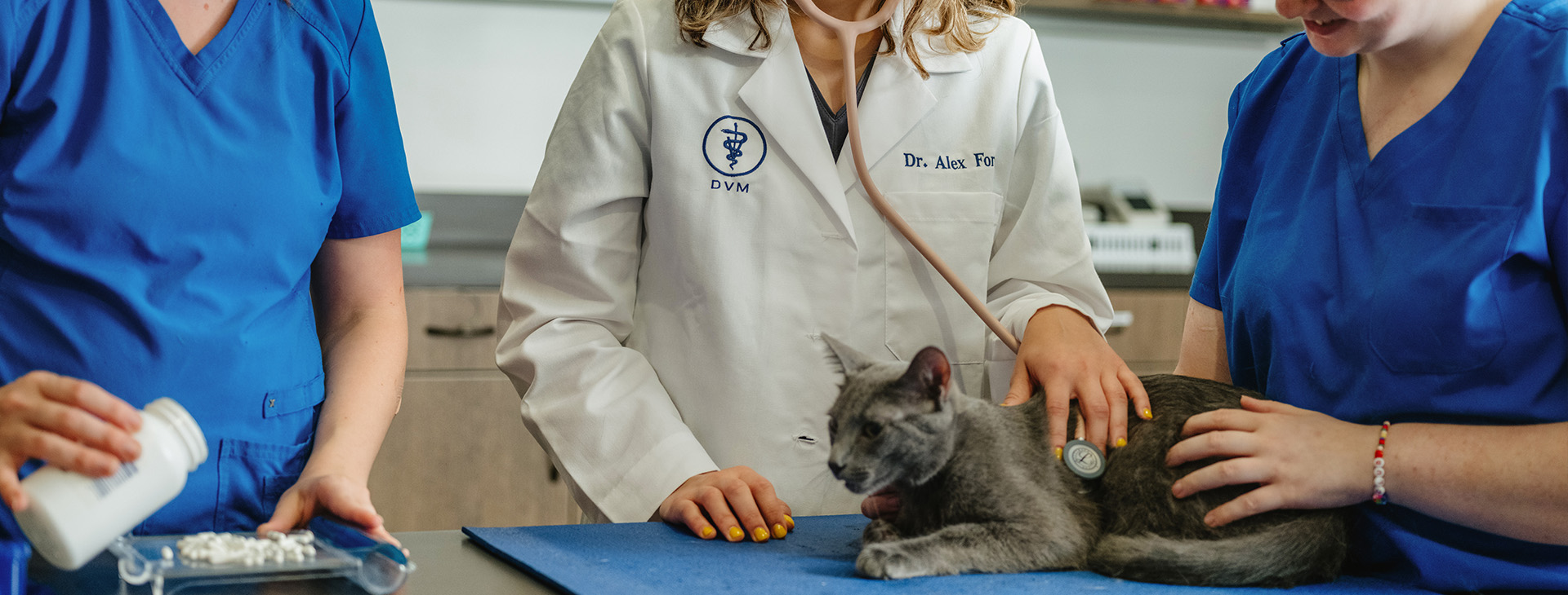 Veterinarians providing end of life care to a cat