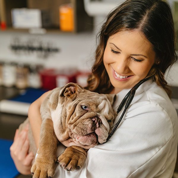 All-Pets-Animal-Hospital-Rogers-Bulldog