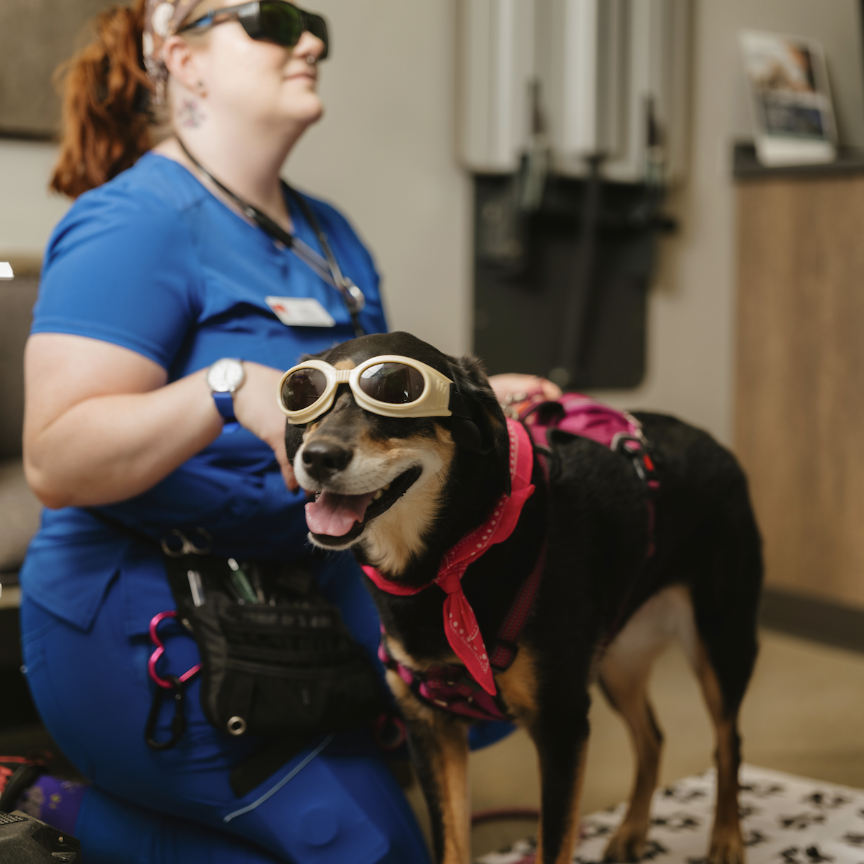 Pet receiving laser therapy treatment at All Pets Animal Hospital in Rogers